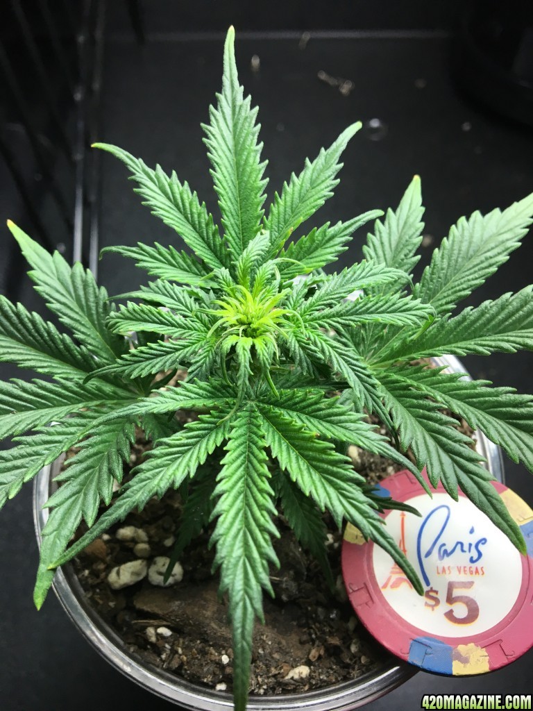 White Widow Auto clone in pre-flower