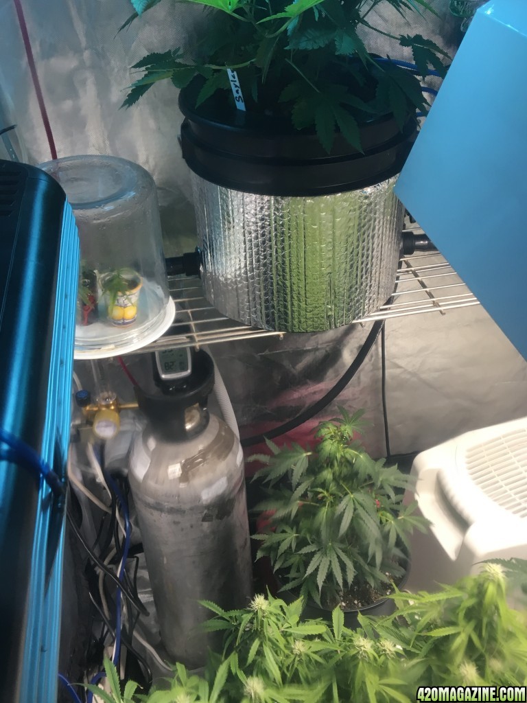 White Widow auto clone update