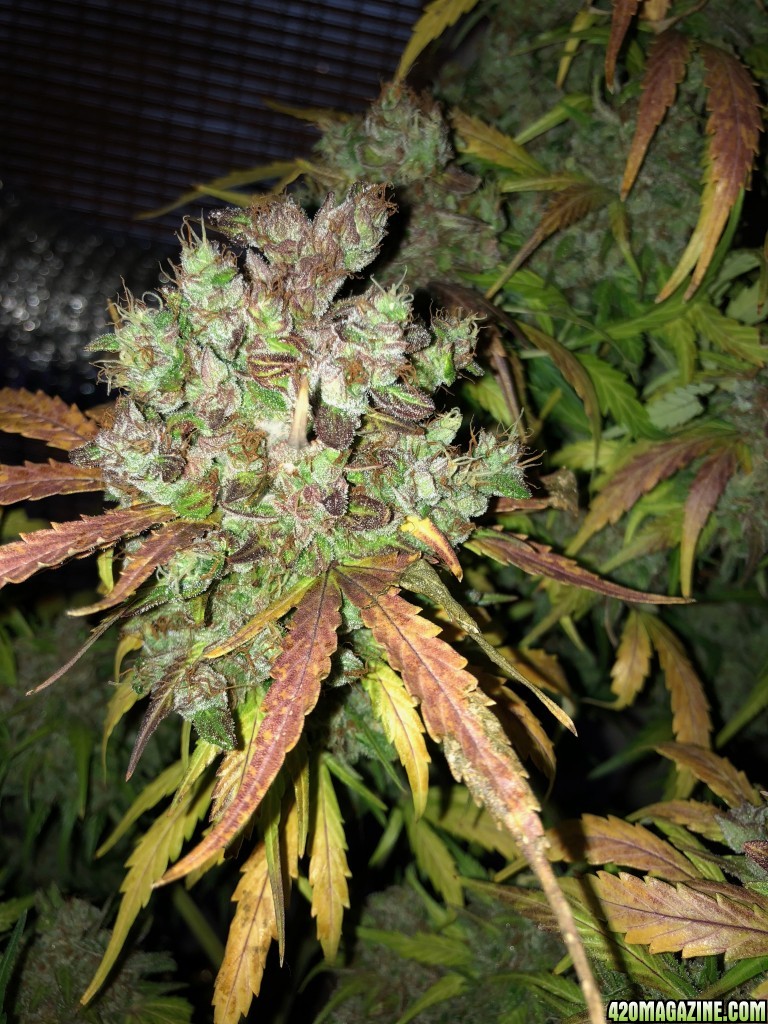 White Widow Auto - Crop King Seeds - V2