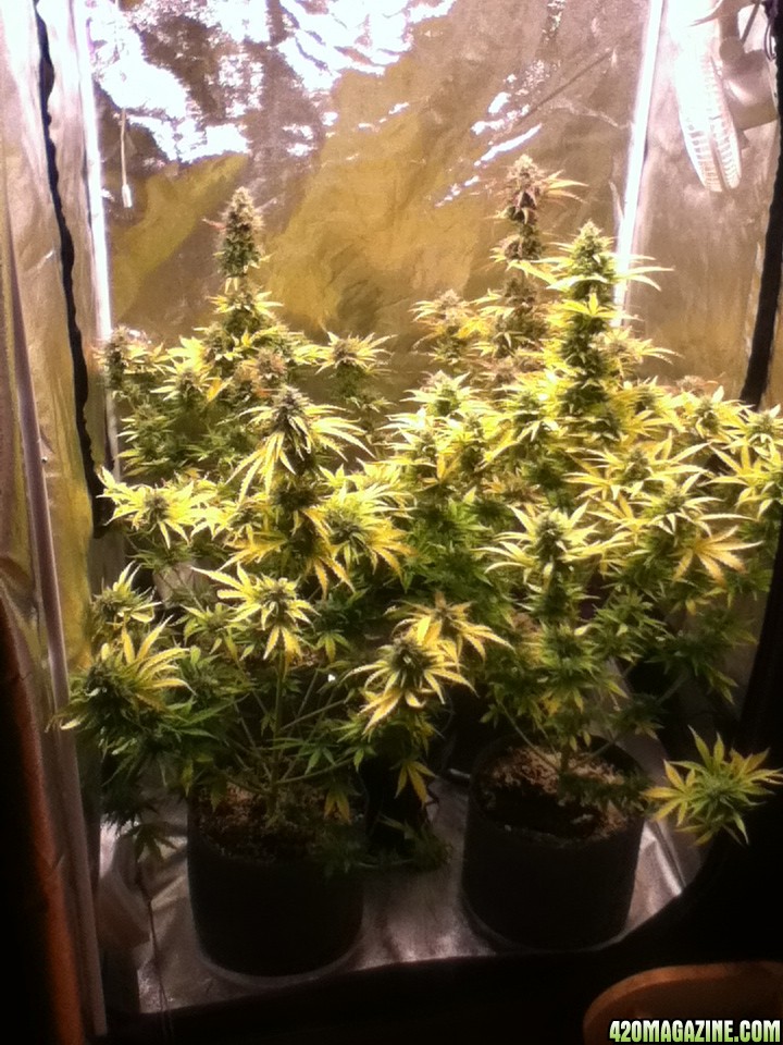 White Widow Auto Grow at 55 days