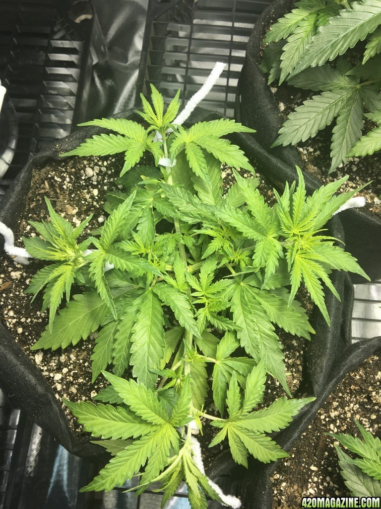 White Widow auto - three weeks