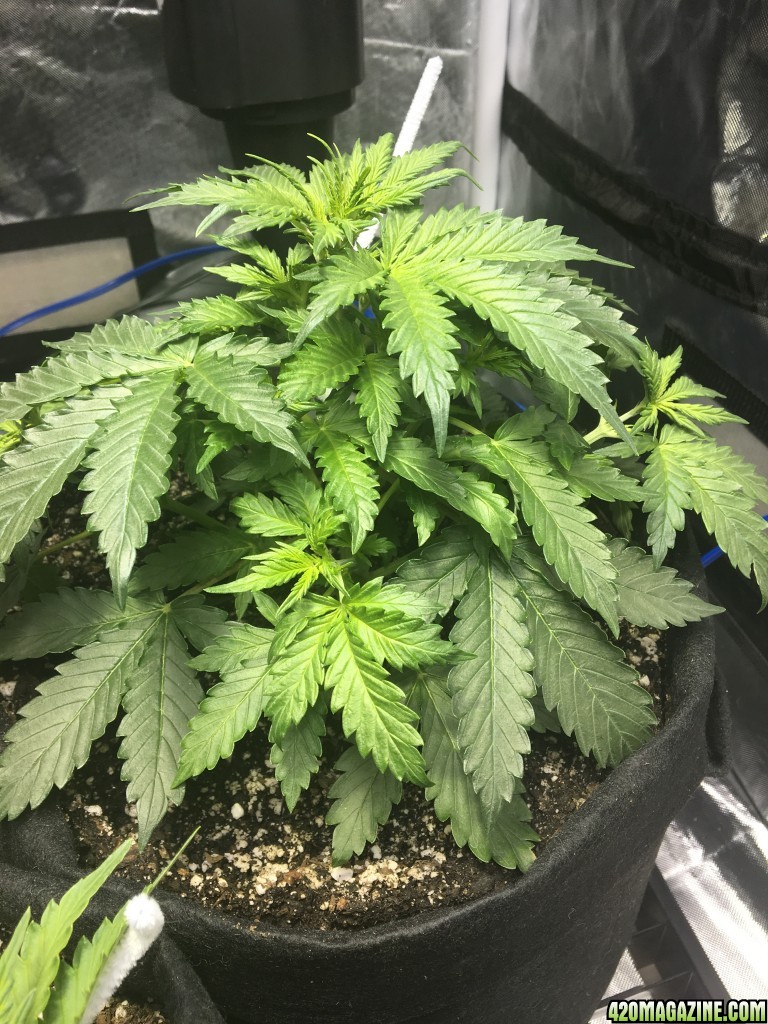 White Widow auto - three weeks