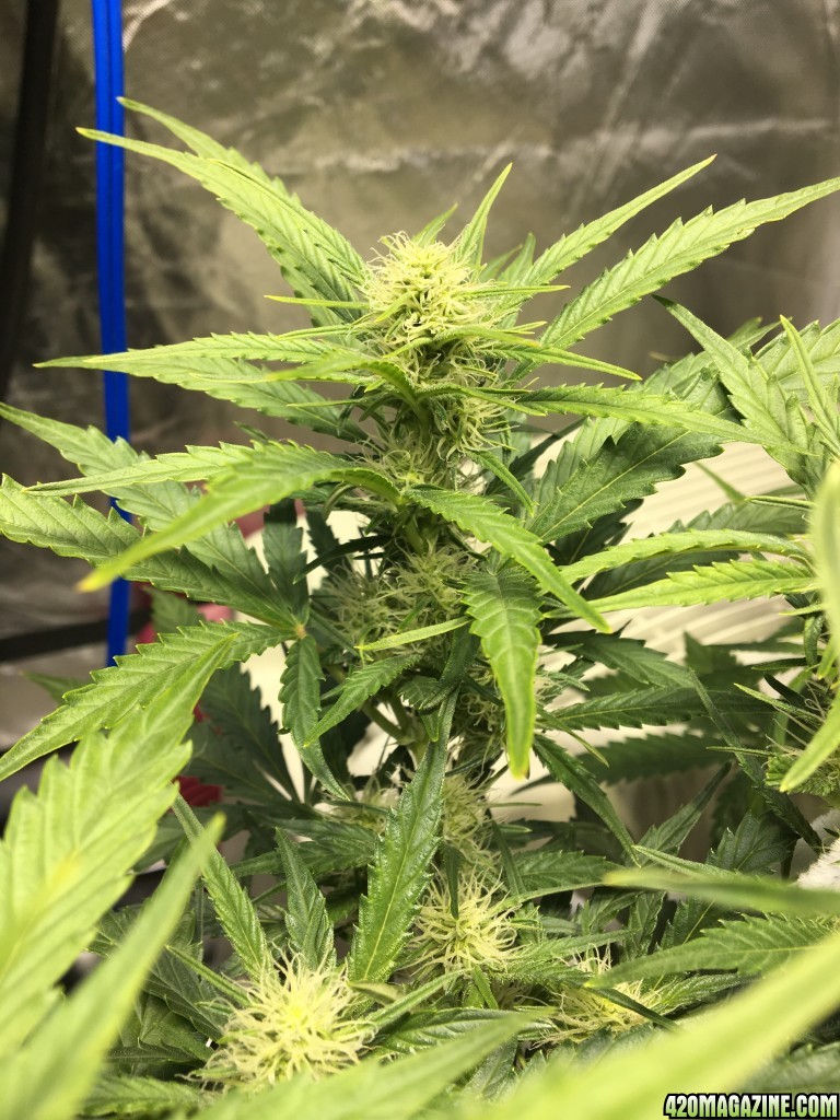 White Widow Auto