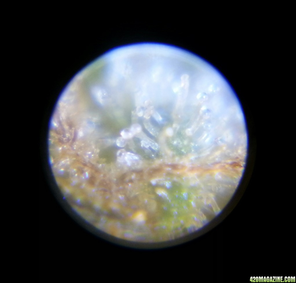 White Widow Bellatrix trichomes