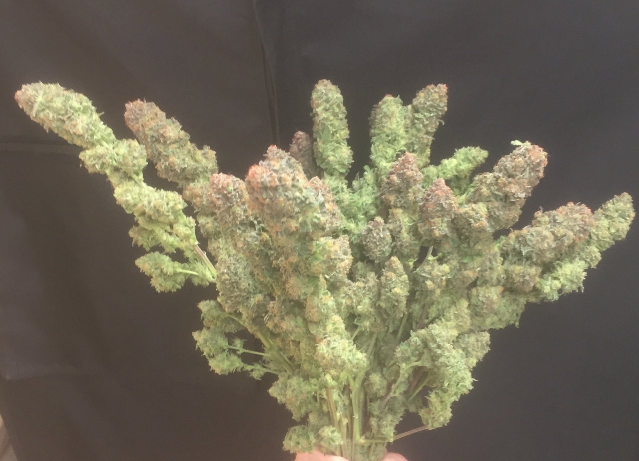 White Widow bouquet