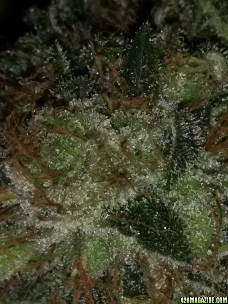 white widow cfl grow