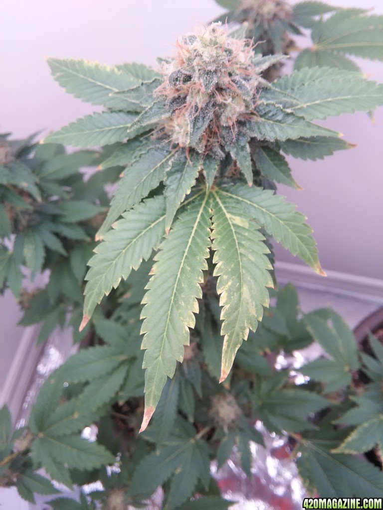 white widow cfl grow