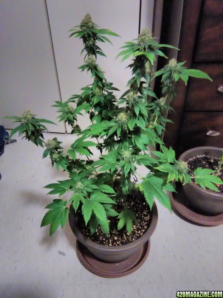 white widow cfl grow