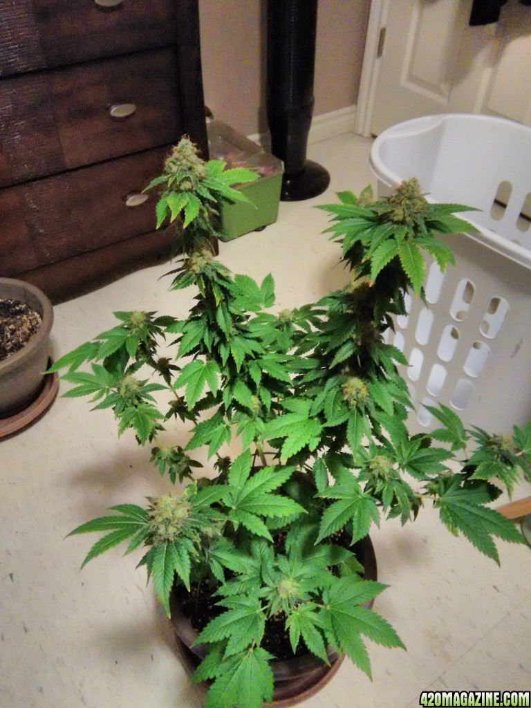 white widow cfl grow