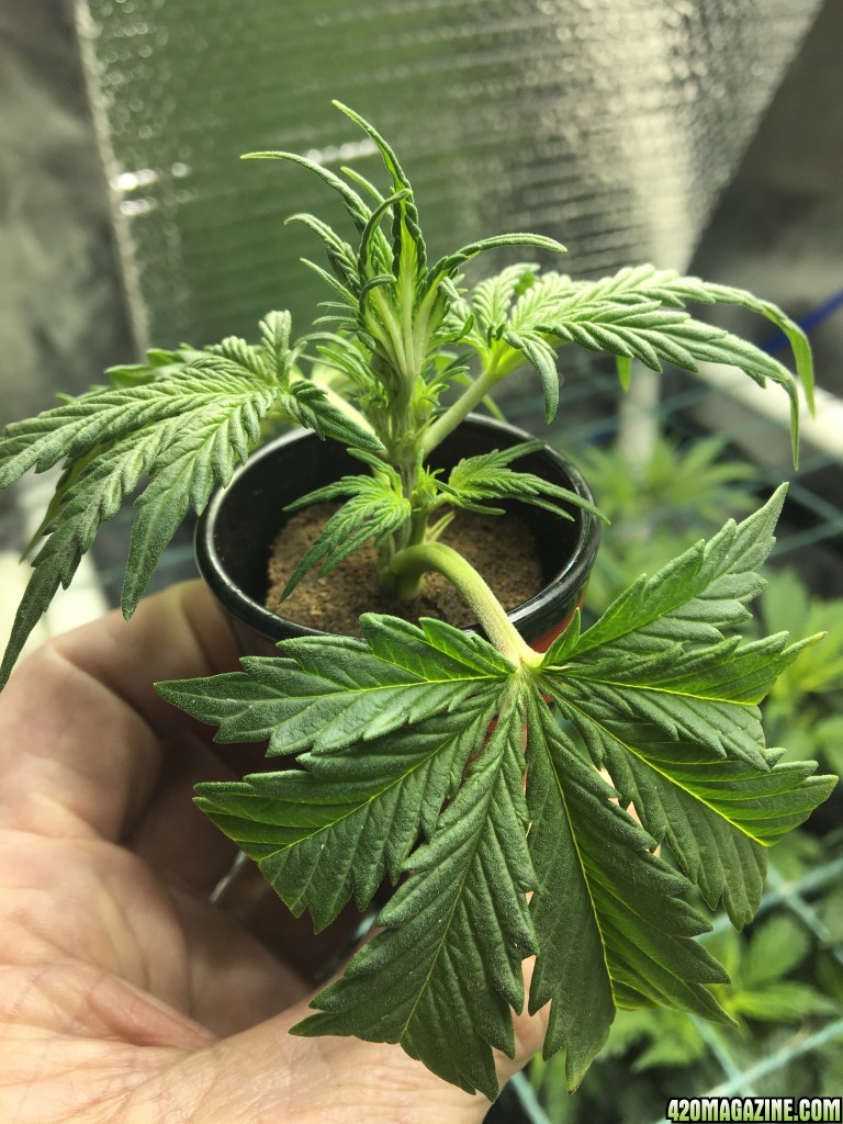 White Widow clone