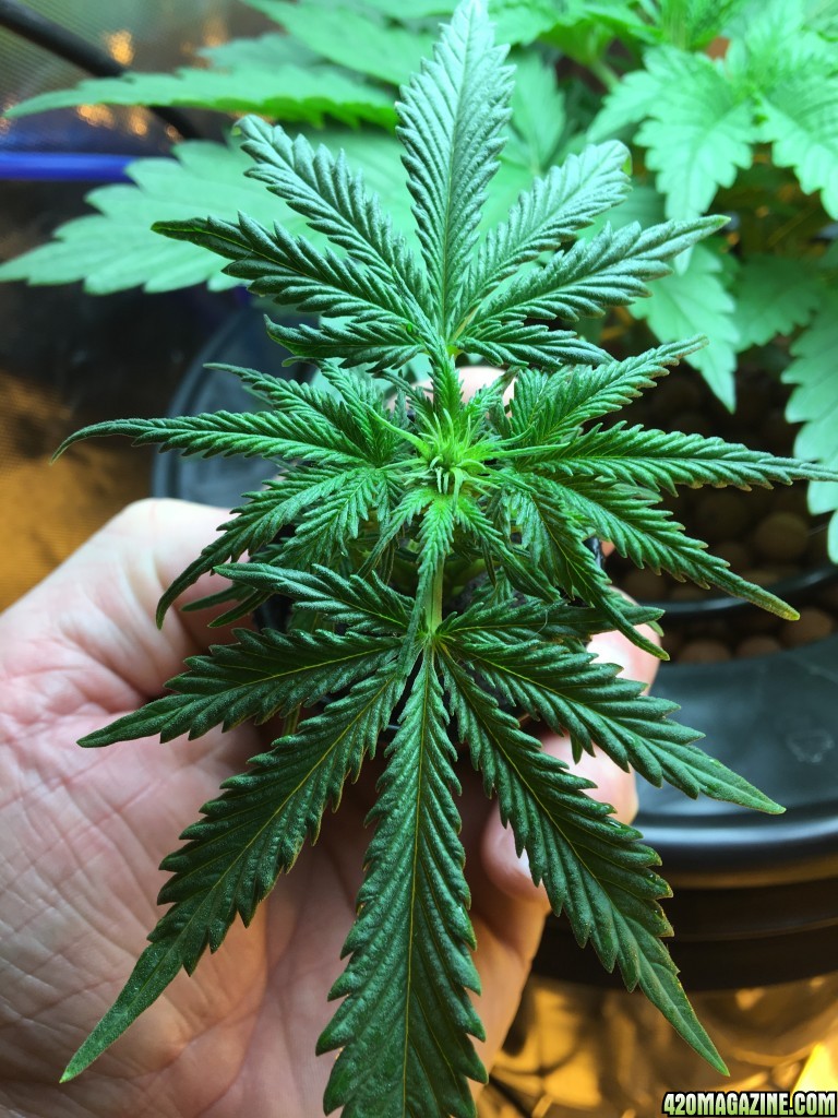 White Widow clone