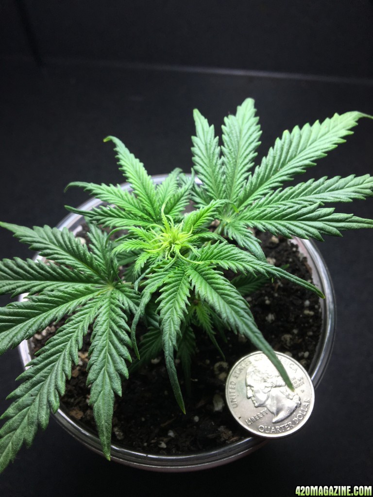 White Widow clone