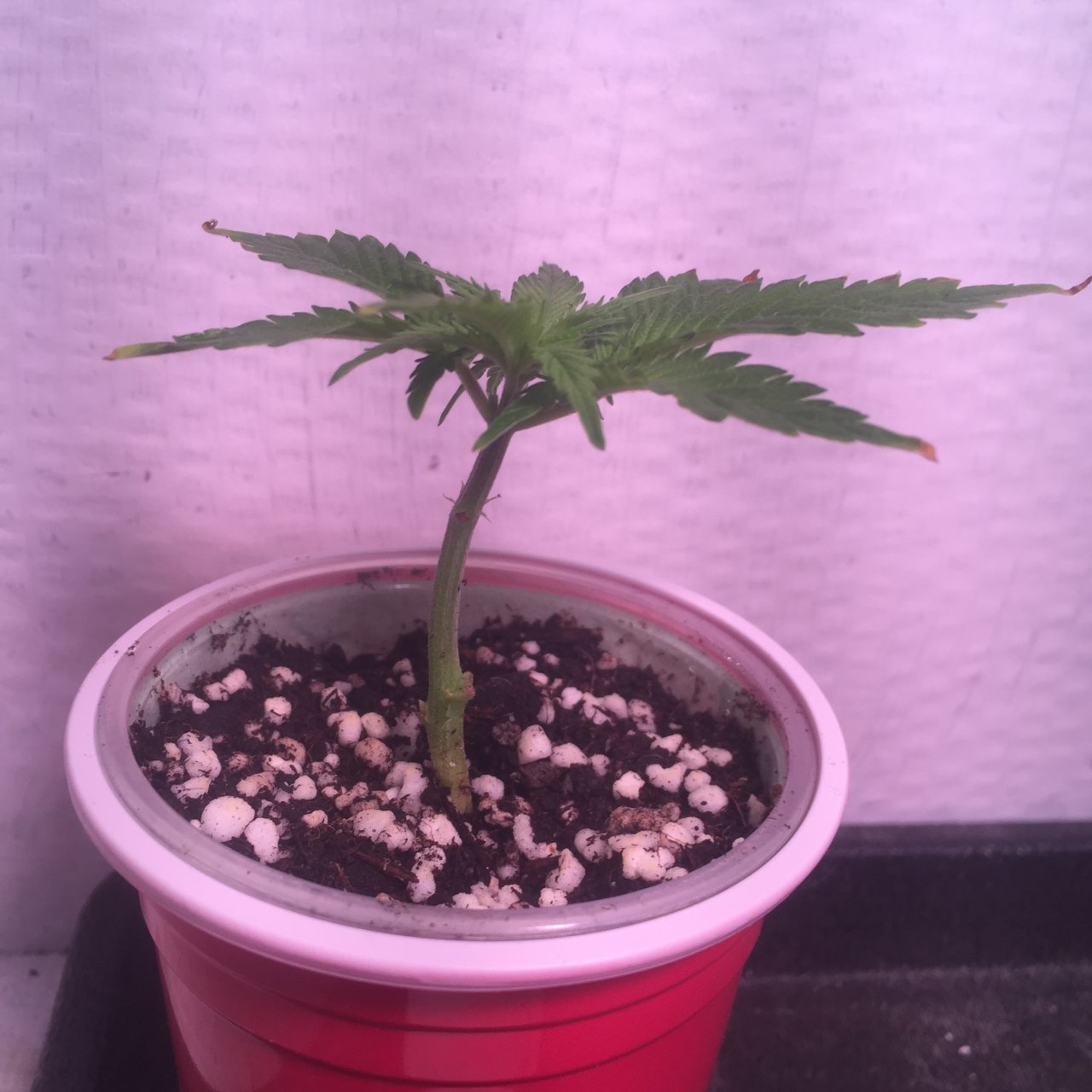 White Widow clone