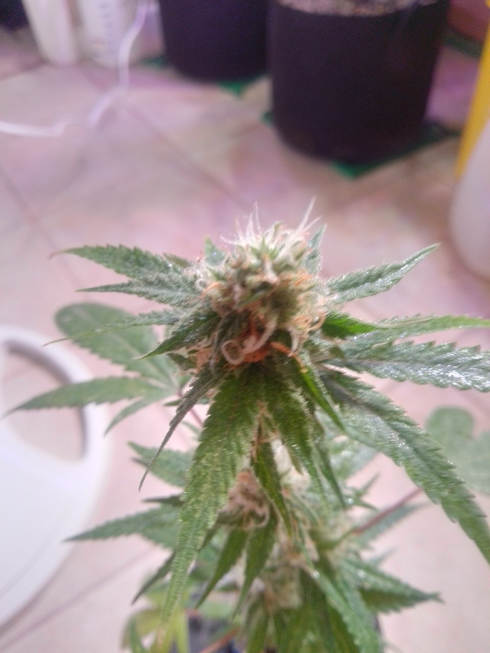 white Widow clone