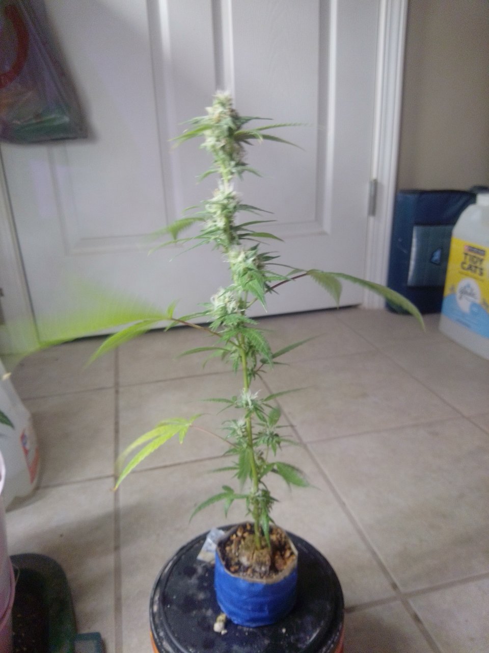 White Widow clone