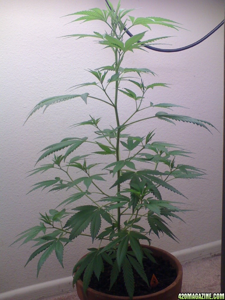 White Widow Clone