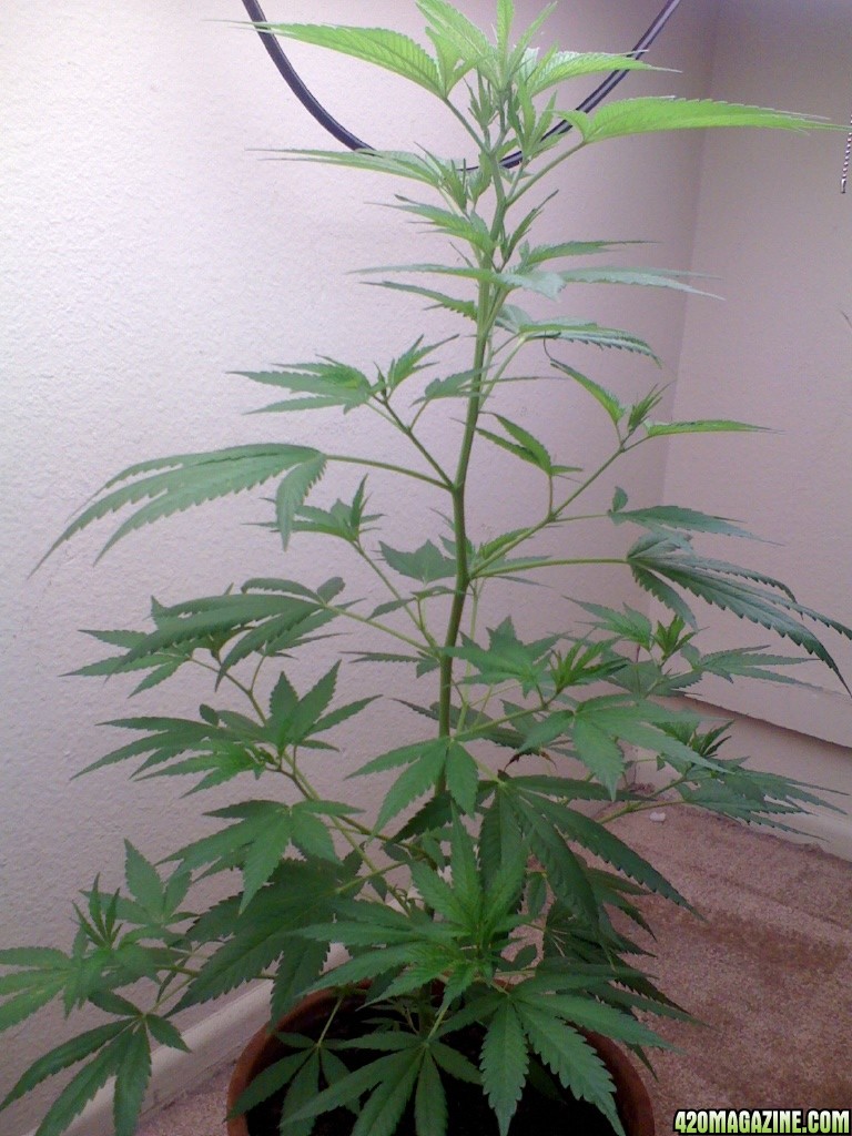 White Widow Clone