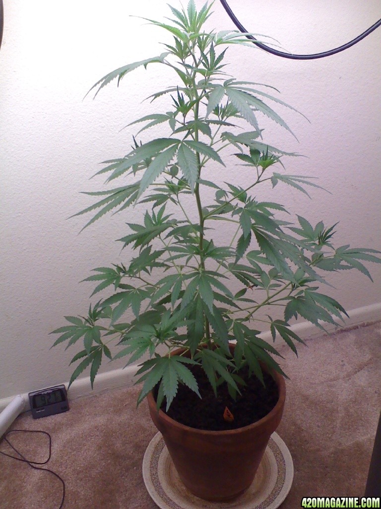 White Widow Clone