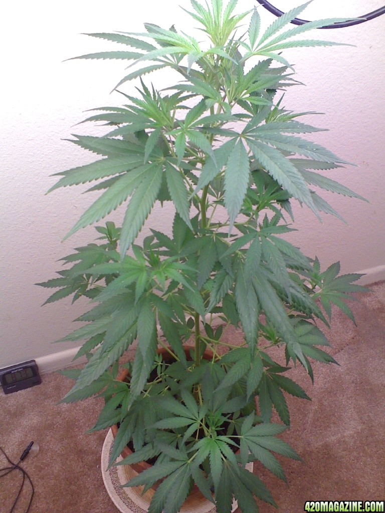 White Widow Clone