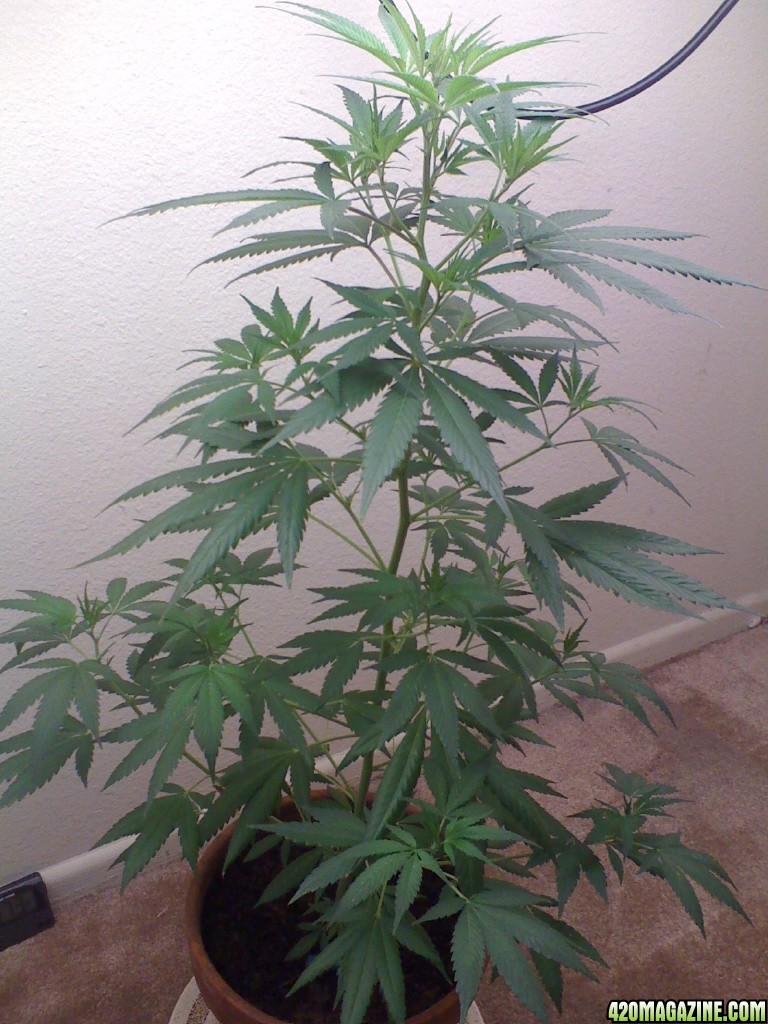 White Widow Clone