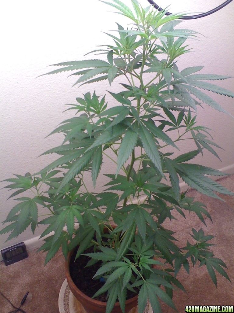 White Widow Clone