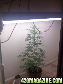 White Widow Clone