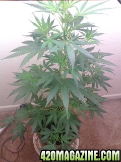 White Widow Clone