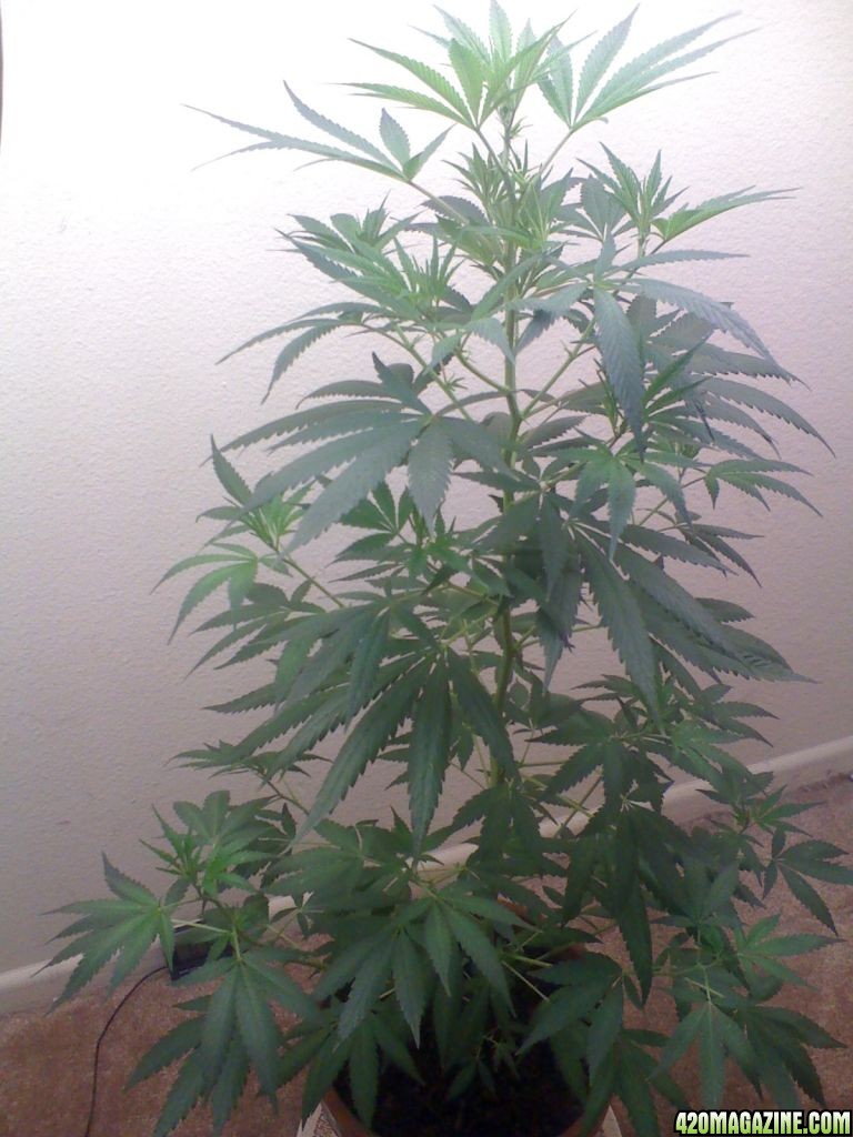 White Widow Clone