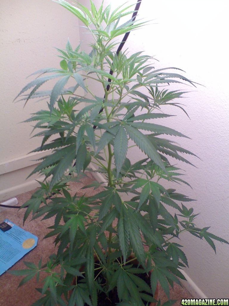 White Widow Clone