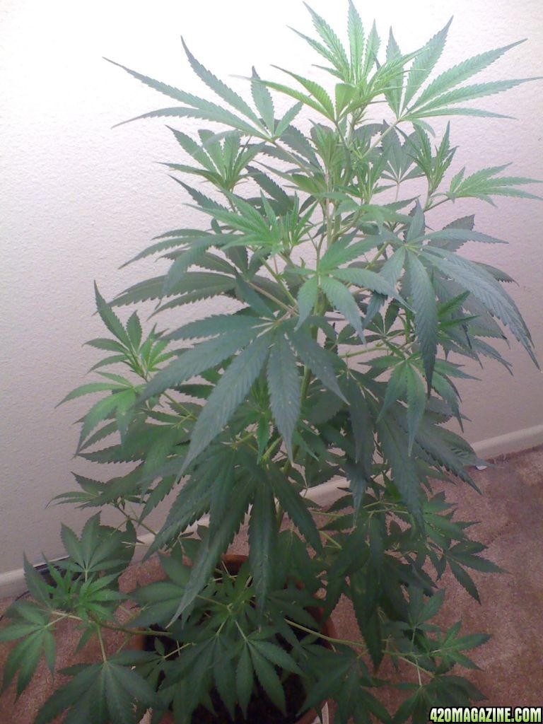 White Widow Clone