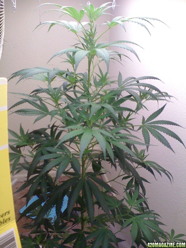 White Widow Clone