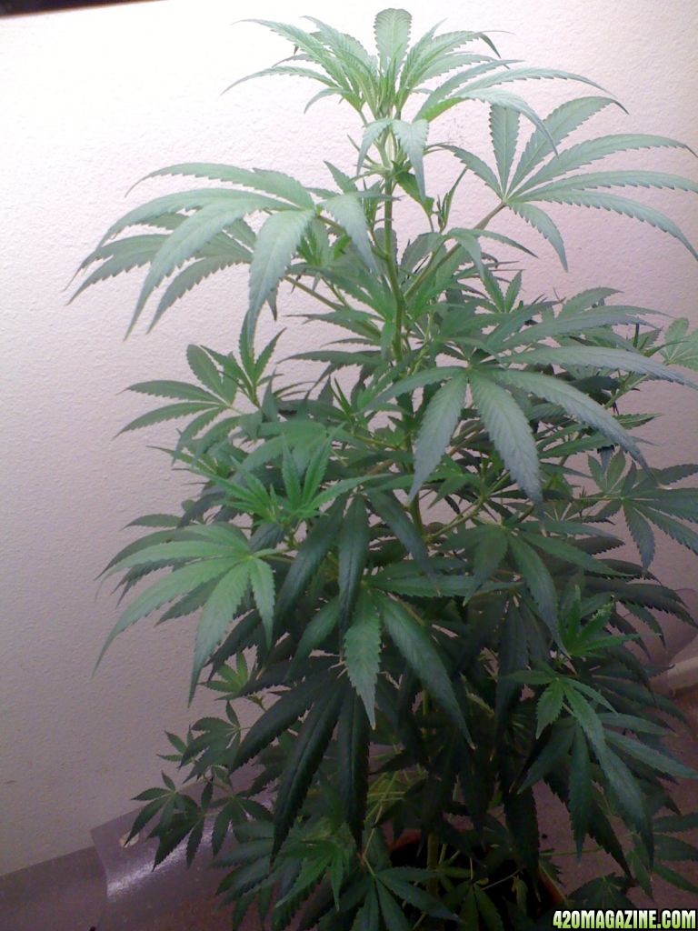 White Widow Clone