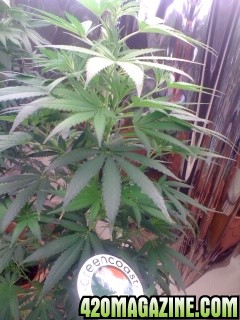 White Widow Clone