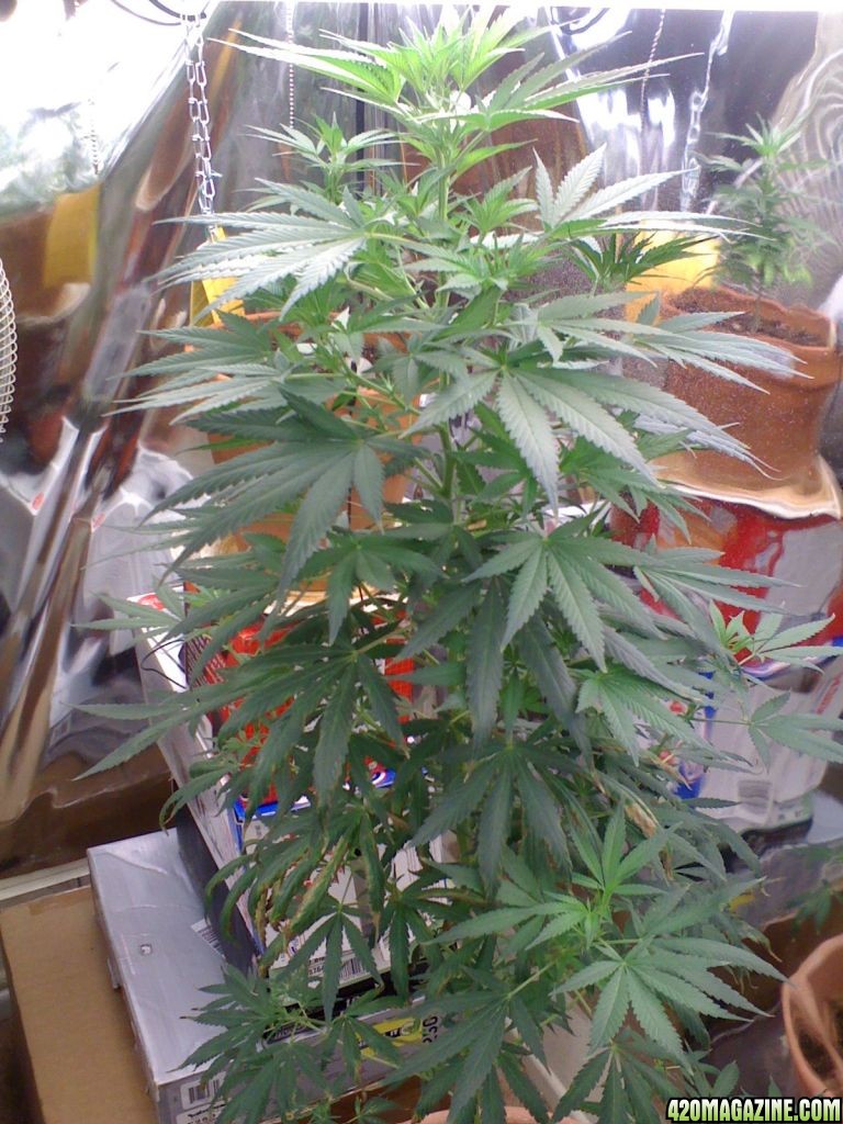 White Widow Clone