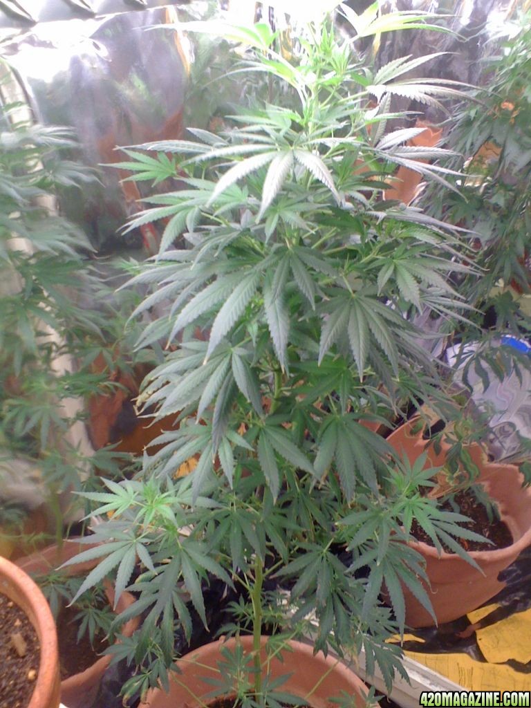 White Widow Clone