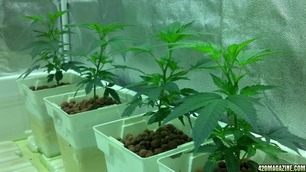 White Widow Clones - Week 2 of Veg