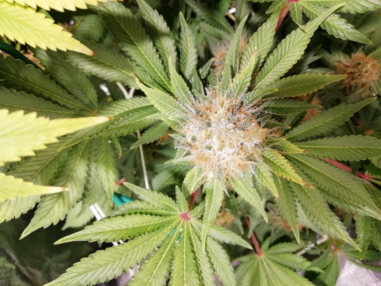 White Widow Cola Day 53 Flowering.jpg