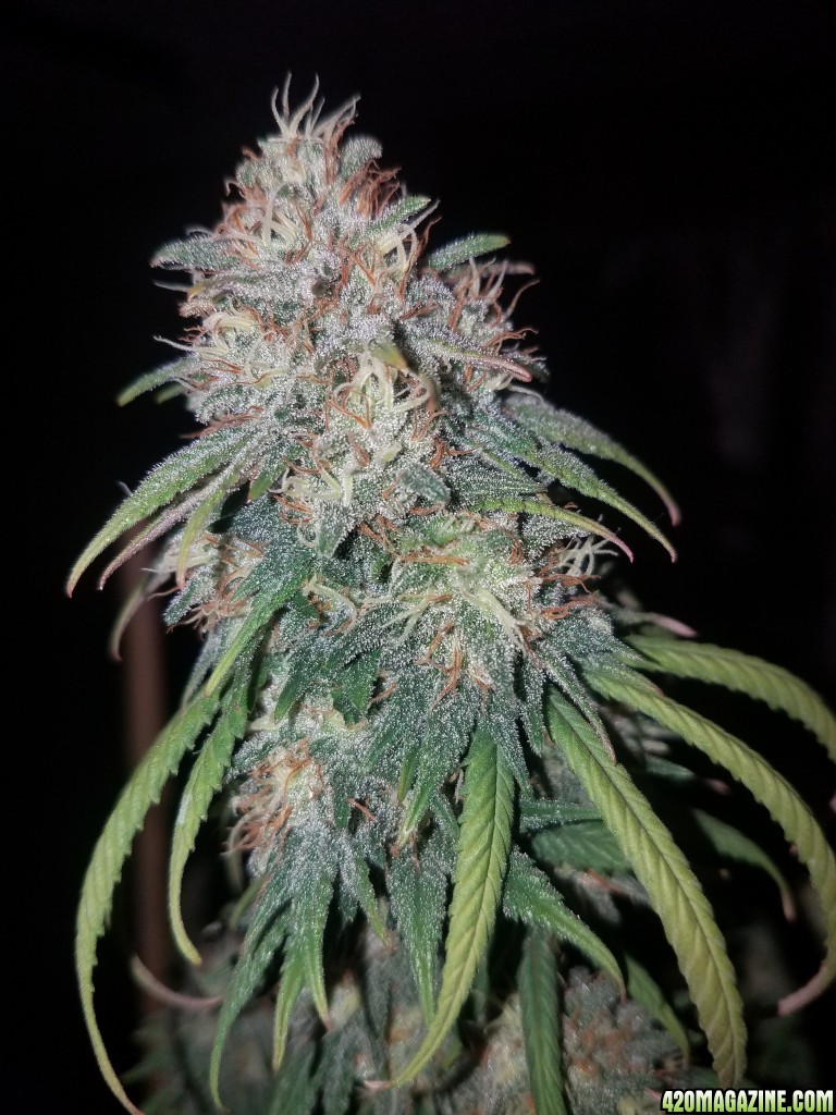 White widow cola (organically)