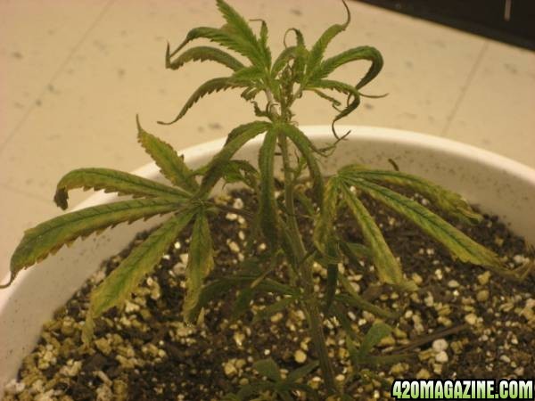 White Widow Cutting Sick