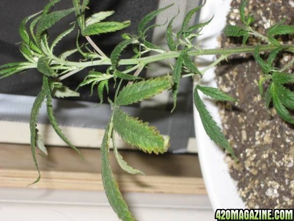 White Widow cutting sick3