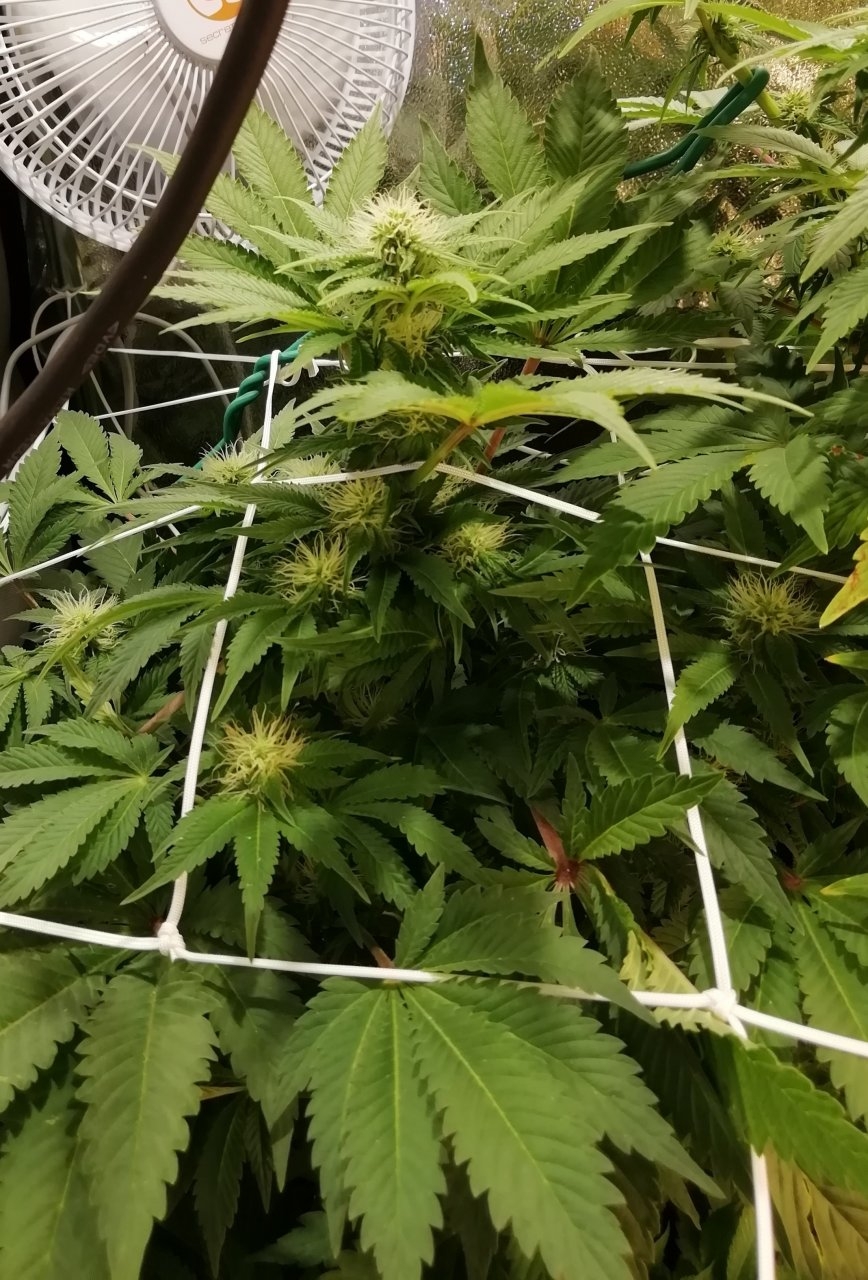 White Widow Day 22 Flowering.jpg