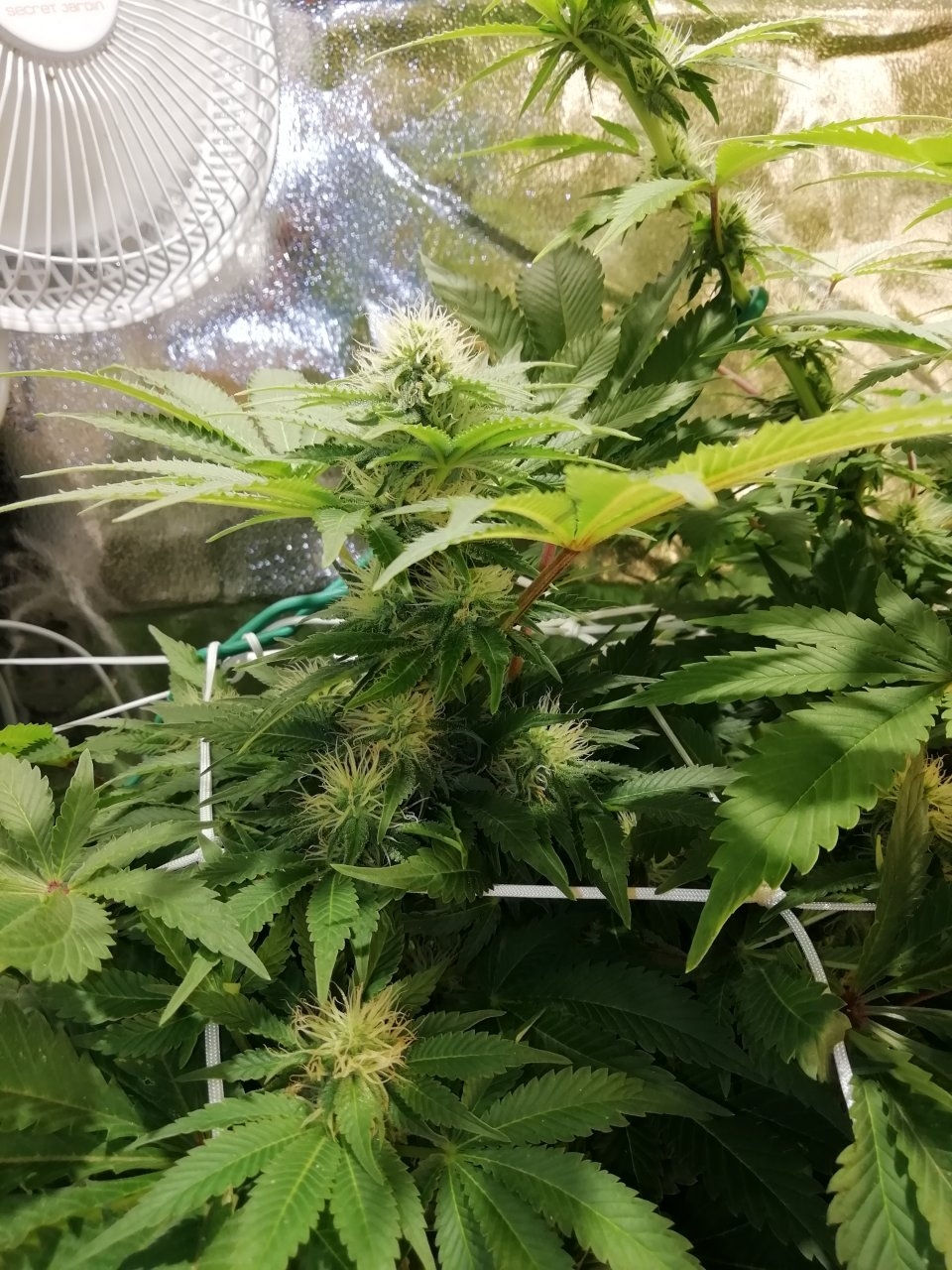 White Widow Day 25 Flower.jpg