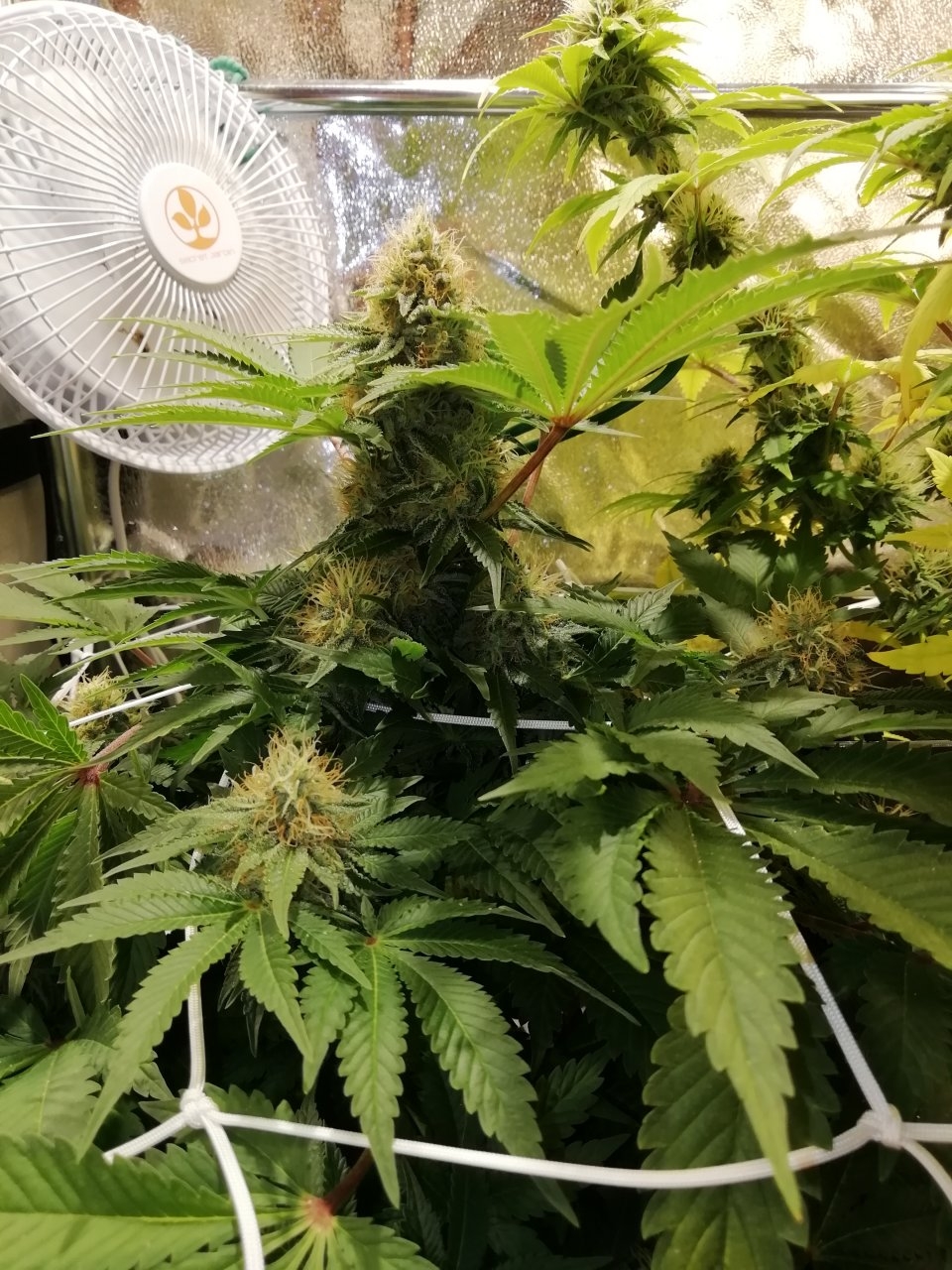 White Widow Day 38 Flowering.jpg