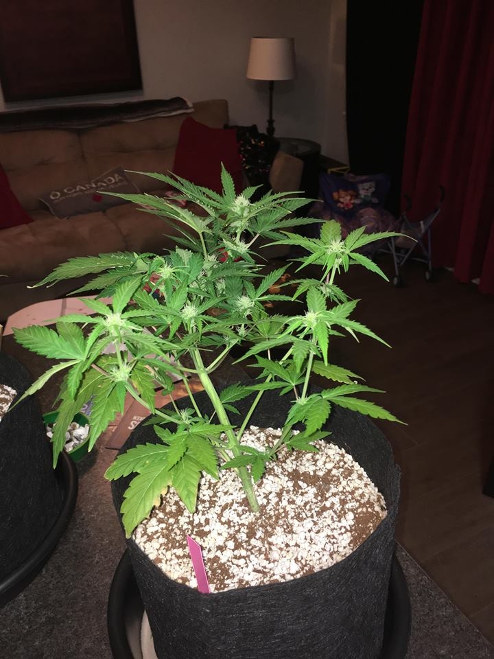 white widow day 43 1.jpg