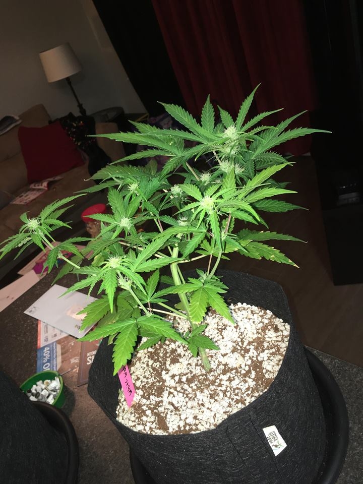 white widow day 43 2.jpg