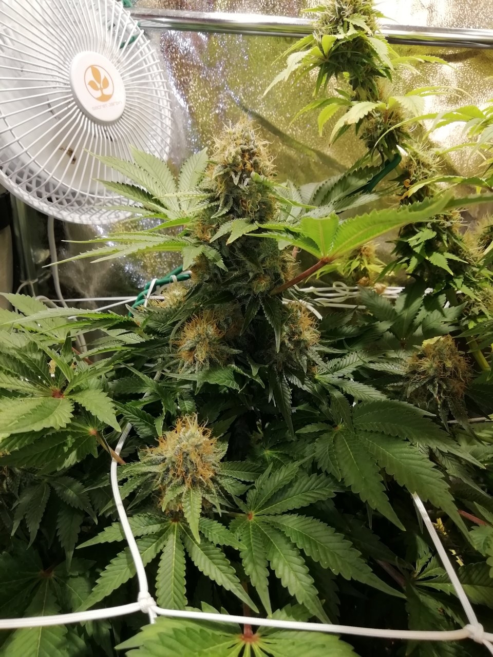 White Widow Day 53 Flowering.jpg