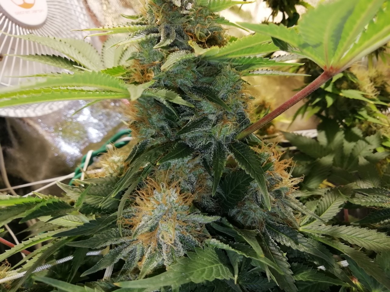 White Widow Day 53Flowering.jpg