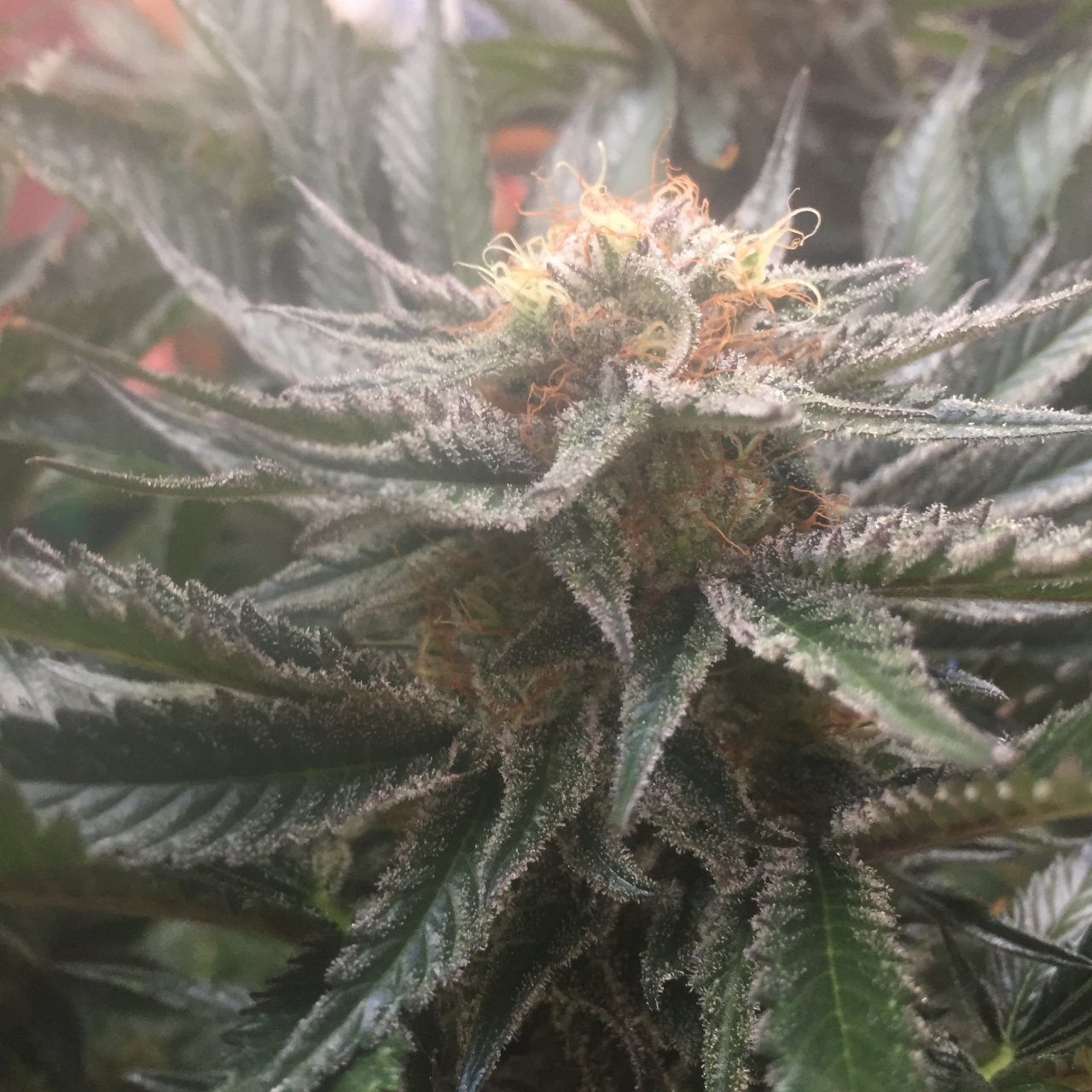 White Widow, day 63