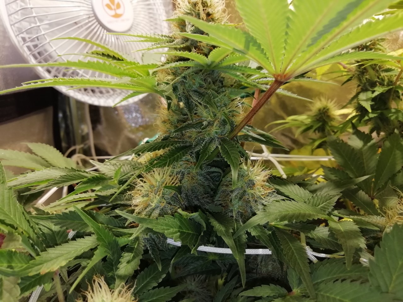 White Widow Day35 Flower.jpg