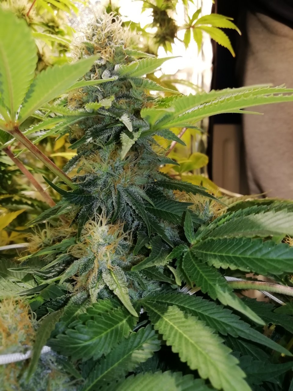 White Widow  Day38 Flowering.jpg